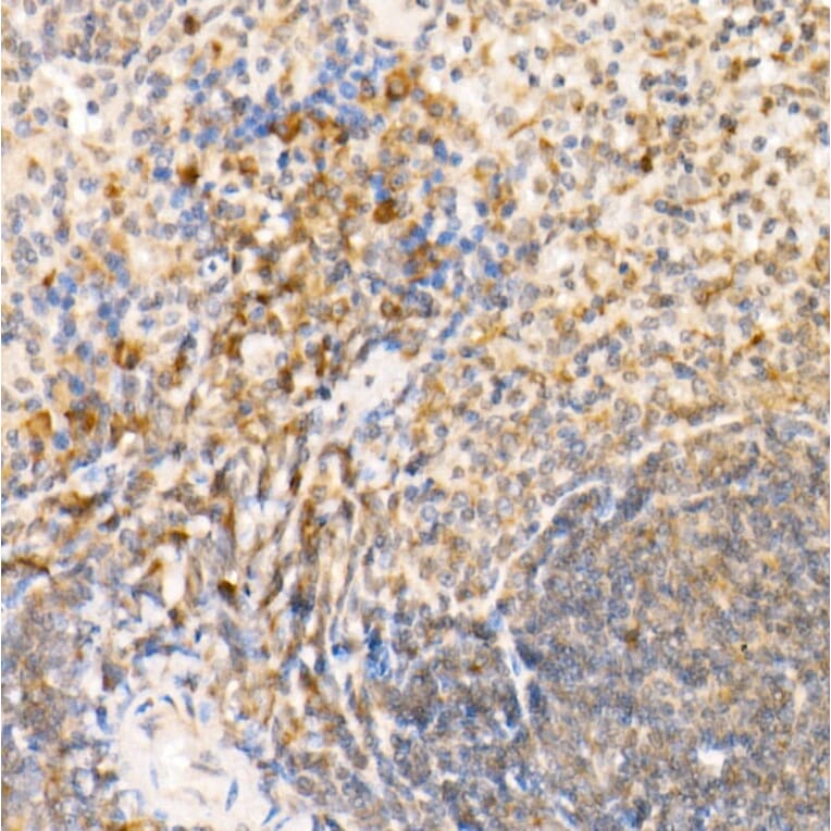 Immunohistochemistry - Anti-Syntaxin 7 Antibody (A12201) - Antibodies.com