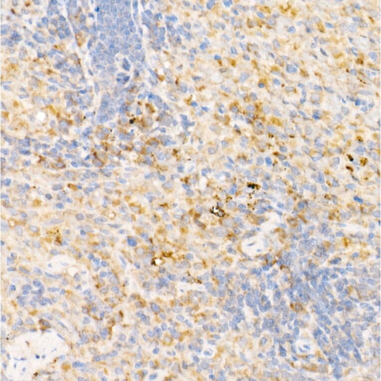 Immunohistochemistry - Anti-Syntaxin 7 Antibody (A12201) - Antibodies.com