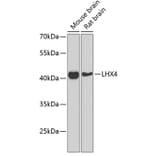 Western Blot - Anti-Lhx4 Antibody (A12204) - Antibodies.com