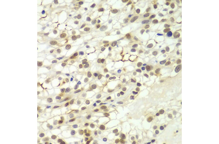 Immunohistochemistry - Anti-Lhx4 Antibody (A12204) - Antibodies.com