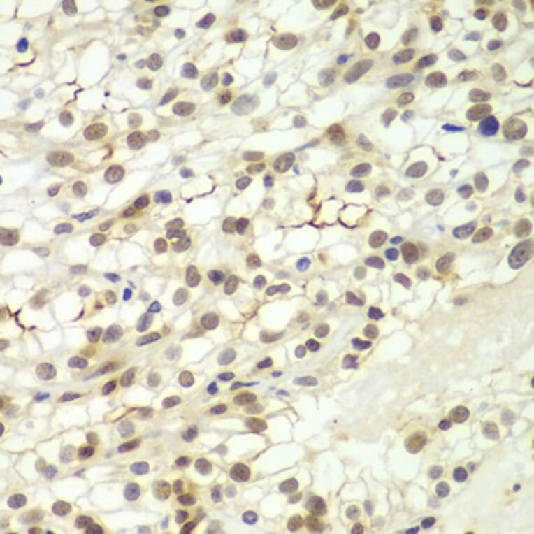 Immunohistochemistry - Anti-Lhx4 Antibody (A12204) - Antibodies.com