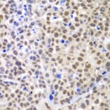 Immunohistochemistry - Anti-Lhx4 Antibody (A12204) - Antibodies.com
