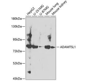 Western Blot - Anti-ADAMTSL1 Antibody (A12205) - Antibodies.com