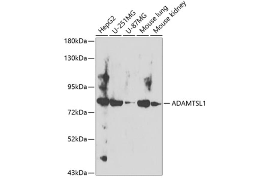 Western Blot - Anti-ADAMTSL1 Antibody (A12205) - Antibodies.com