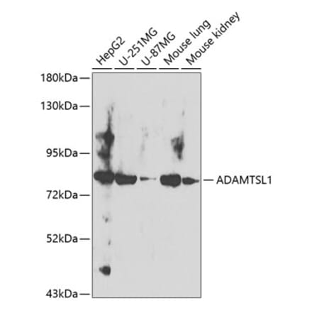 Western Blot - Anti-ADAMTSL1 Antibody (A12205) - Antibodies.com
