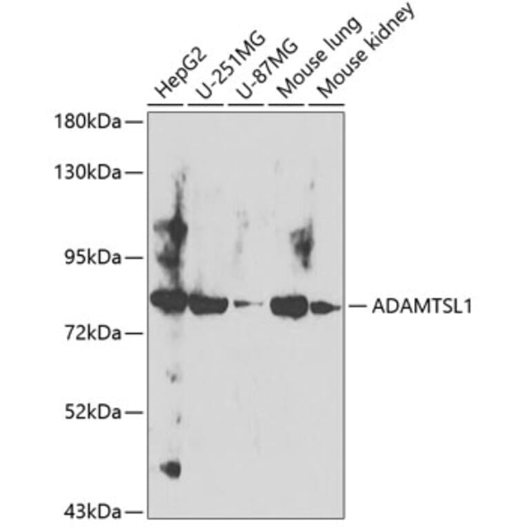 Western Blot - Anti-ADAMTSL1 Antibody (A12205) - Antibodies.com