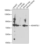 Western Blot - Anti-ADAMTSL1 Antibody (A12205) - Antibodies.com