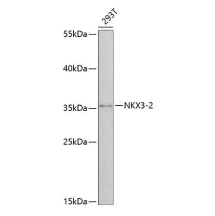 Western Blot - Anti-NKX3-2 Antibody (A12207) - Antibodies.com