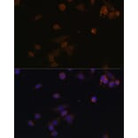 Immunofluorescence - Anti-NDUFA2 Antibody (A12213) - Antibodies.com