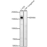Western Blot - Anti-KDM6A/UTX Antibody (A12215) - Antibodies.com
