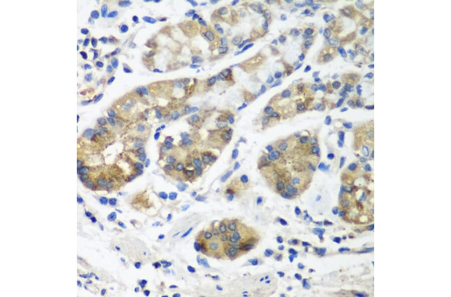 Immunohistochemistry - Anti-STX16 Antibody (A8168) - Antibodies.com