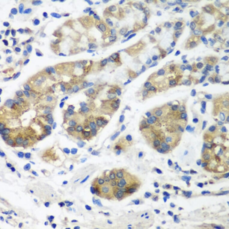 Immunohistochemistry - Anti-STX16 Antibody (A8168) - Antibodies.com