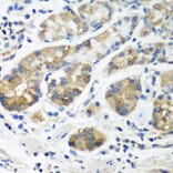 Immunohistochemistry - Anti-STX16 Antibody (A8168) - Antibodies.com