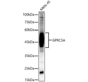 Western Blot - Anti-GPRC5A Antibody (A12218) - Antibodies.com