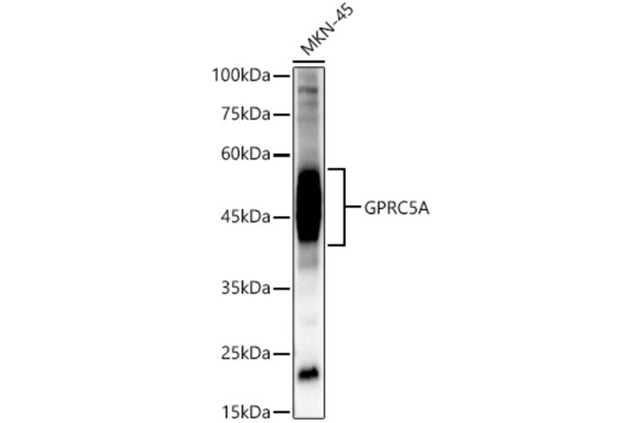 Western Blot - Anti-GPRC5A Antibody (A12218) - Antibodies.com