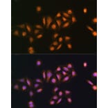 Immunofluorescence - Anti-STK38 Antibody (A12222) - Antibodies.com