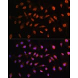 Immunofluorescence - Anti-STK38 Antibody (A12222) - Antibodies.com