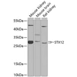 Western Blot - Anti-Syntaxin 12/Syntaxin-13 Antibody (A12223) - Antibodies.com
