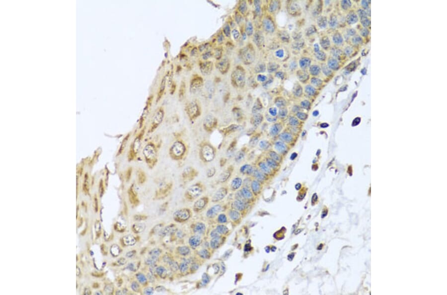 Immunohistochemistry - Anti-ARFGAP3 Antibody (A8204) - Antibodies.com