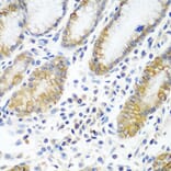 Immunohistochemistry - Anti-ATAD3A Antibody (A12226) - Antibodies.com