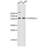 Western Blot - Anti-CREB3L2 Antibody (A8251) - Antibodies.com