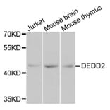 Western Blot - Anti-DEDD2 Antibody (A8281) - Antibodies.com