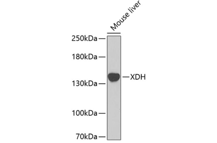 Western Blot - Anti-XDH Antibody (A8302) - Antibodies.com