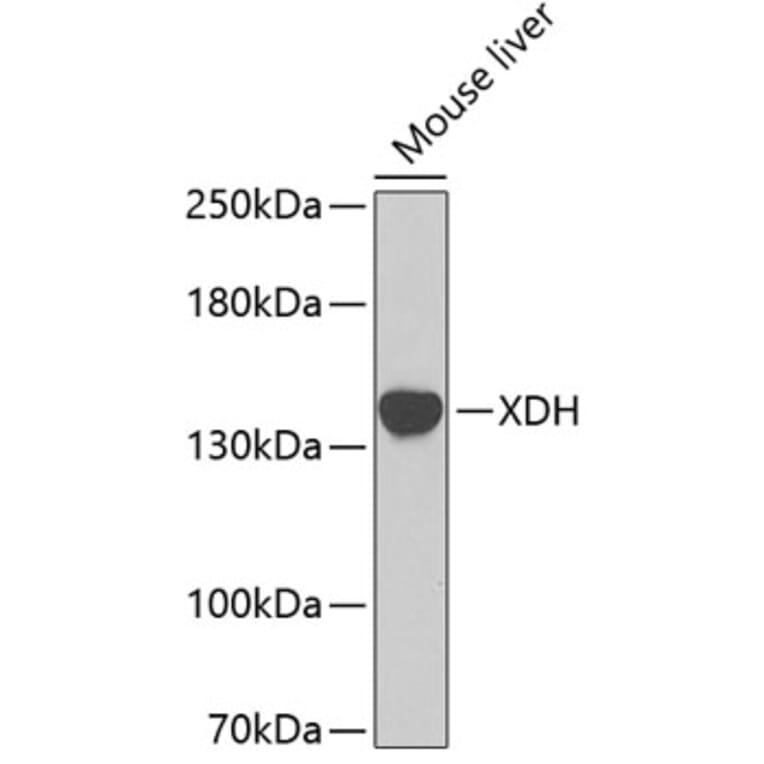 Western Blot - Anti-XDH Antibody (A8302) - Antibodies.com