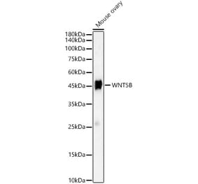 Western Blot - Anti-Wnt5b Antibody (A12230) - Antibodies.com