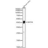 Western Blot - Anti-Wnt5b Antibody (A12230) - Antibodies.com