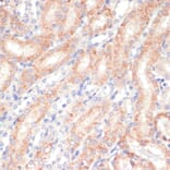 Immunohistochemistry - Anti-Wnt5b Antibody (A12230) - Antibodies.com