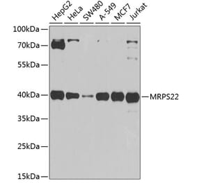 Western Blot - Anti-MRPS22 Antibody (A12232) - Antibodies.com