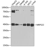 Western Blot - Anti-MRPS22 Antibody (A12232) - Antibodies.com