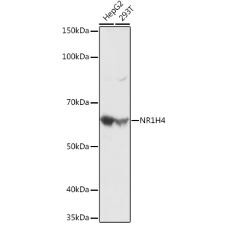 Western Blot - Anti-Bile Acid Receptor NR1H4 Antibody (A12233) - Antibodies.com