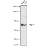 Western Blot - Anti-Bile Acid Receptor NR1H4 Antibody (A12233) - Antibodies.com