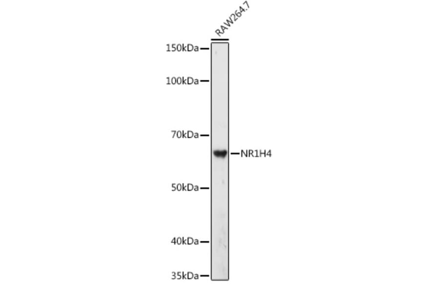 Western Blot - Anti-Bile Acid Receptor NR1H4 Antibody (A12233) - Antibodies.com