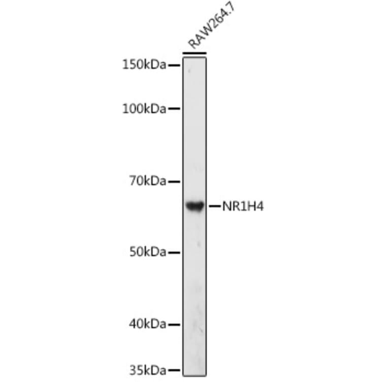 Western Blot - Anti-Bile Acid Receptor NR1H4 Antibody (A12233) - Antibodies.com