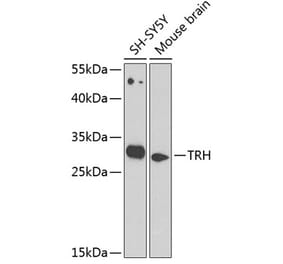 Western Blot - Anti-Thyrotropin Releasing Hormone (TRH) Antibody (A12234) - Antibodies.com