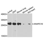 Western Blot - Anti-ANAPC10 Antibody (A8330) - Antibodies.com