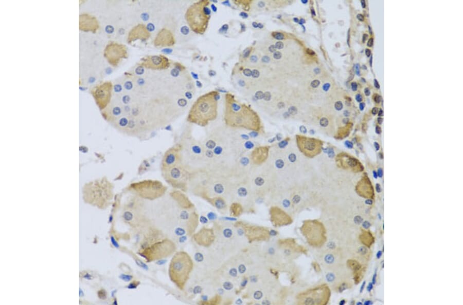 Immunohistochemistry - Anti-ANAPC10 Antibody (A8330) - Antibodies.com