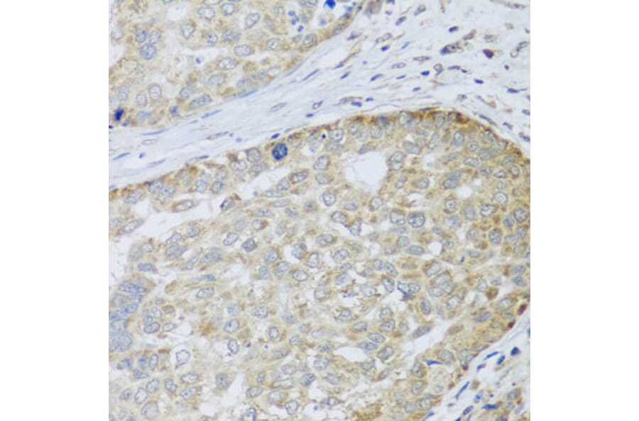Immunohistochemistry - Anti-ANAPC10 Antibody (A8330) - Antibodies.com