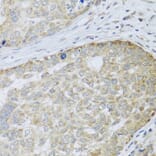 Immunohistochemistry - Anti-ANAPC10 Antibody (A8330) - Antibodies.com