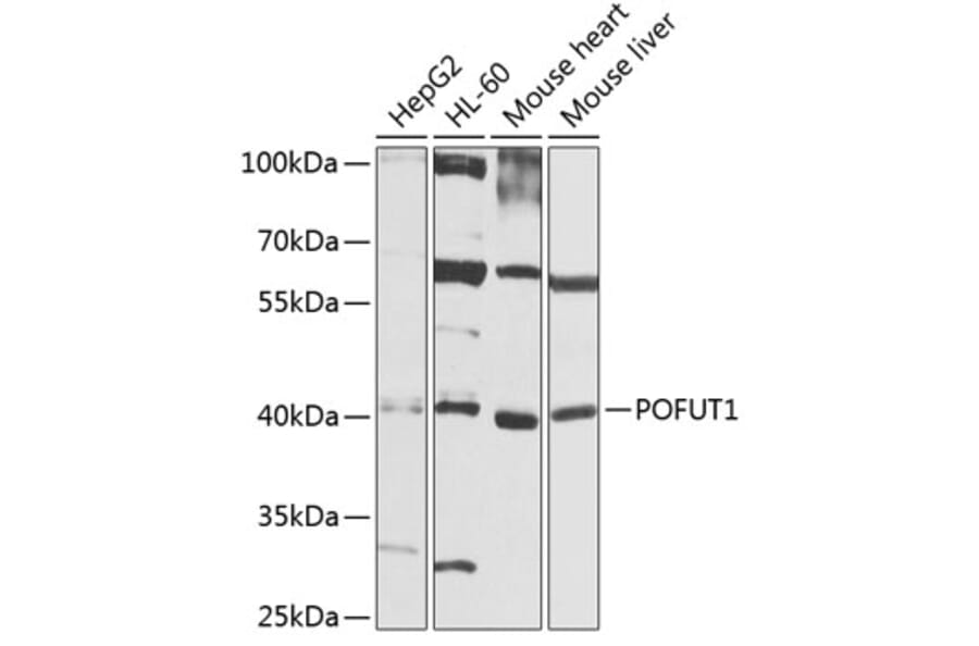 Western Blot - Anti-POFUT1 Antibody (A8338) - Antibodies.com