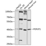 Western Blot - Anti-POFUT1 Antibody (A8338) - Antibodies.com