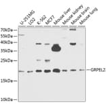 Western Blot - Anti-GRPEL2 Antibody (A12239) - Antibodies.com