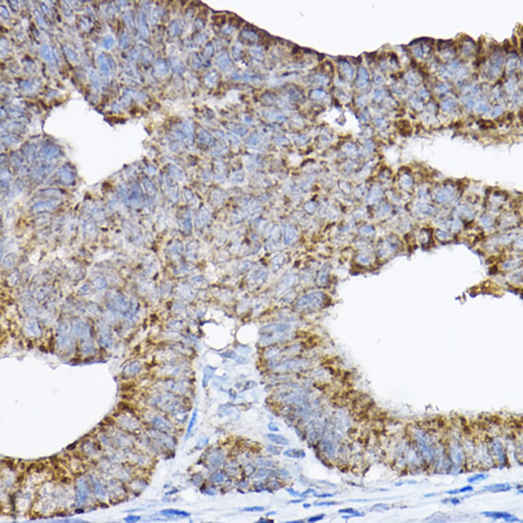 Immunohistochemistry - Anti-GRPEL2 Antibody (A12239) - Antibodies.com