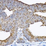 Immunohistochemistry - Anti-GRPEL2 Antibody (A12239) - Antibodies.com