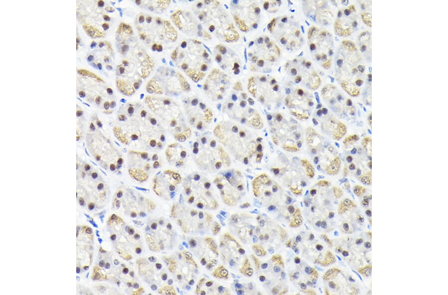 Immunohistochemistry - Anti-KPNA3 Antibody (A12240) - Antibodies.com