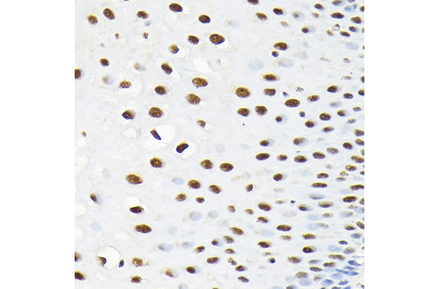 Immunohistochemistry - Anti-KPNA3 Antibody (A12240) - Antibodies.com