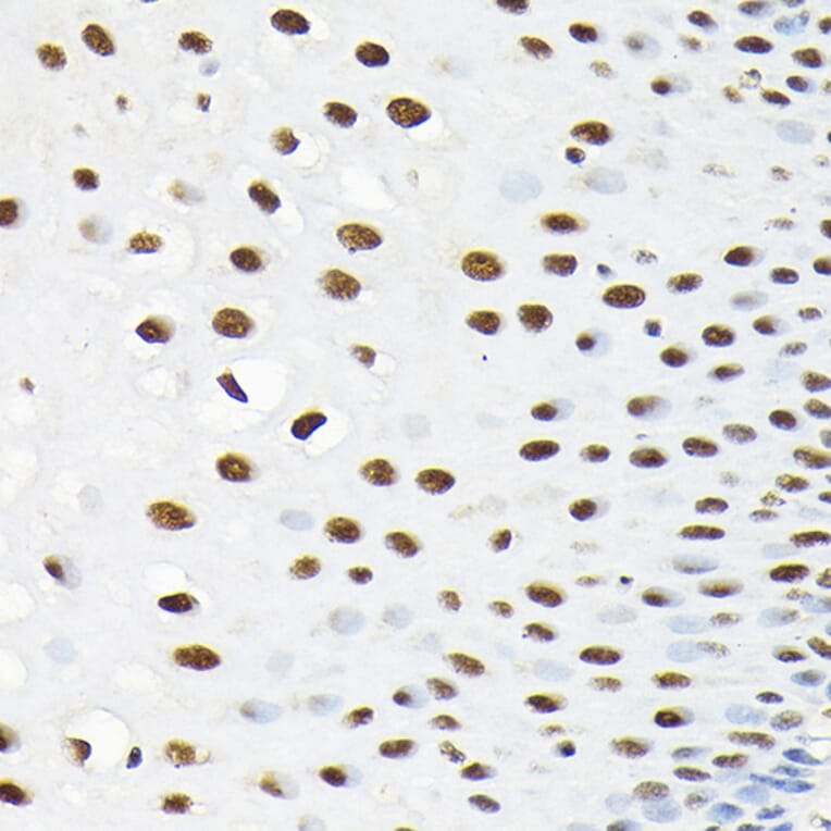 Immunohistochemistry - Anti-KPNA3 Antibody (A12240) - Antibodies.com